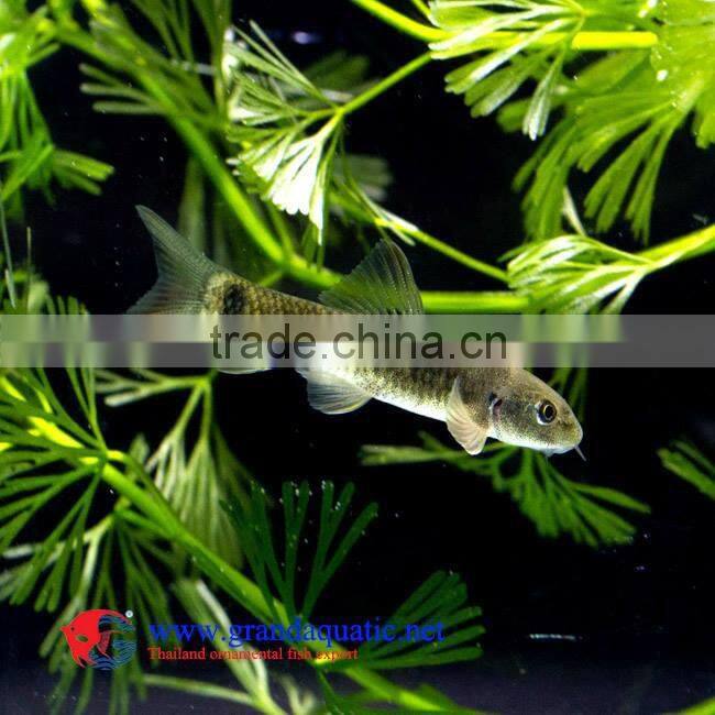 Garra Rufa / Doctor fish for sale and export from Thailand