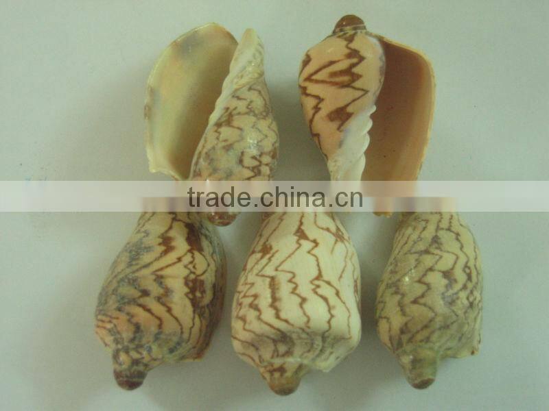 Seashell - Premium product - High quality