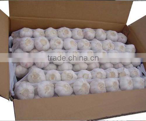 FRESH GARLIC IN NEW DROP 2016