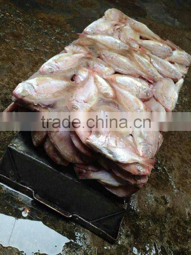 small size red snapper whole round