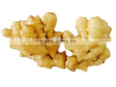 Chinese Fresh fat giant big natural mature ginger