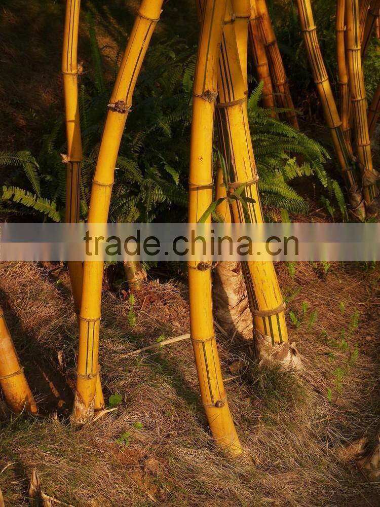 yellow groove bamboo seedling