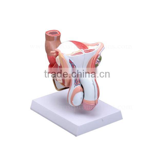 Biological Teaching Aids Human Body Male Genital Organs Model