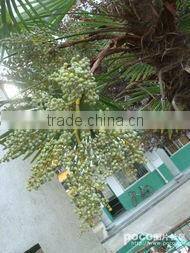 Cheap and better Agalwood Sepercritical co2 oil extraction