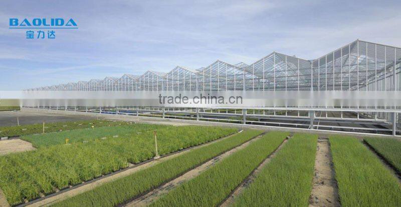 Economical Large multi- span greenhouse for tomatos