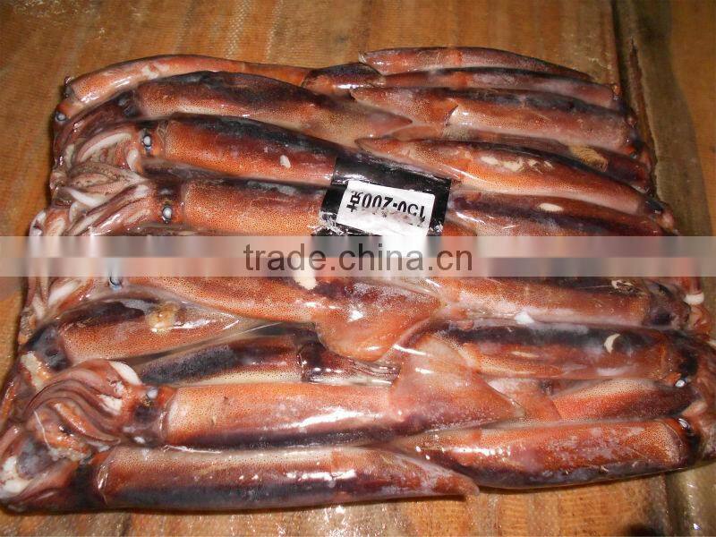 high quality frozen whole and round illex squid 200-300g