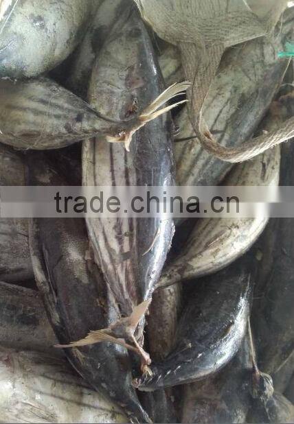 frozen tuna fish price of skipjack tuna