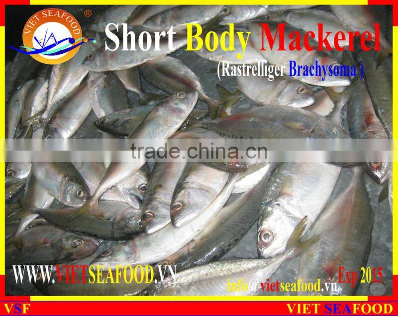 FROZEN SHORT BODY MACKEREL WHOLE ROUND