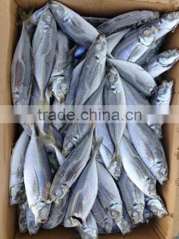 Seafrozen horse mackerel 20cm+