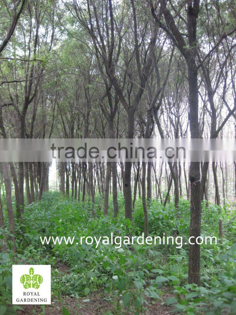 Callistemon viminalis