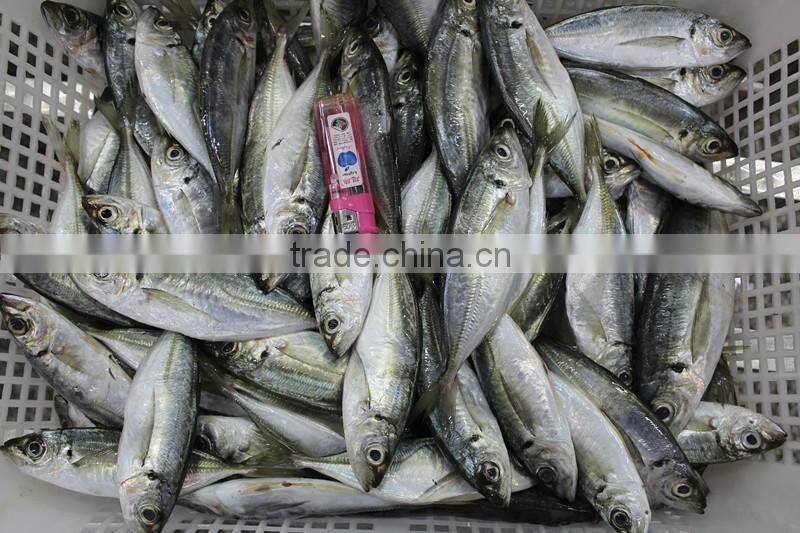 frozen fish blue mackerel scad