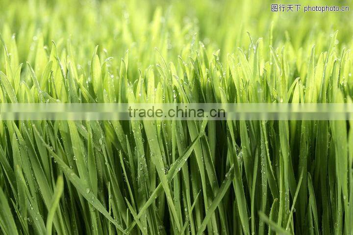 super absorbent polymer powder for agriculture planting