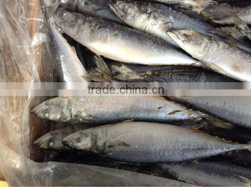 frozen blue mackerel for canning seafood