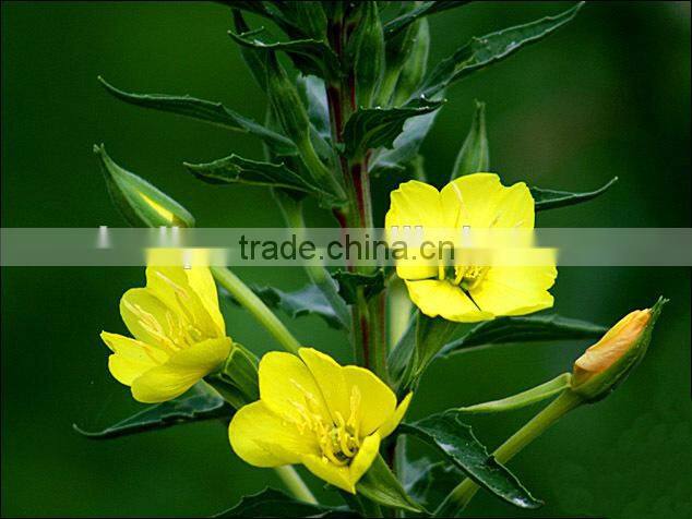 Hot selling evening primrose seed oil