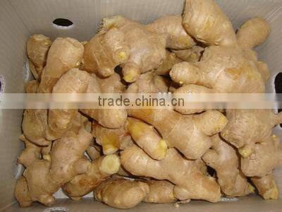 New crop ginger and garlic export company