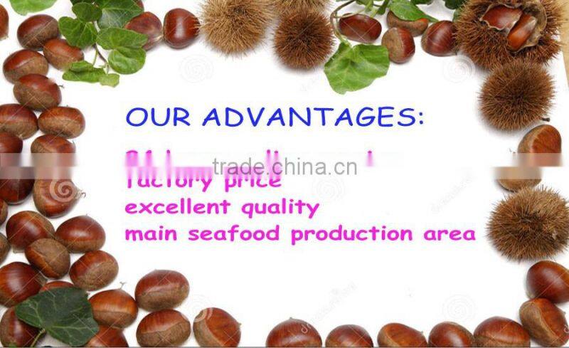 Bulk excellent Quality new fresh Dandong Chestnuts