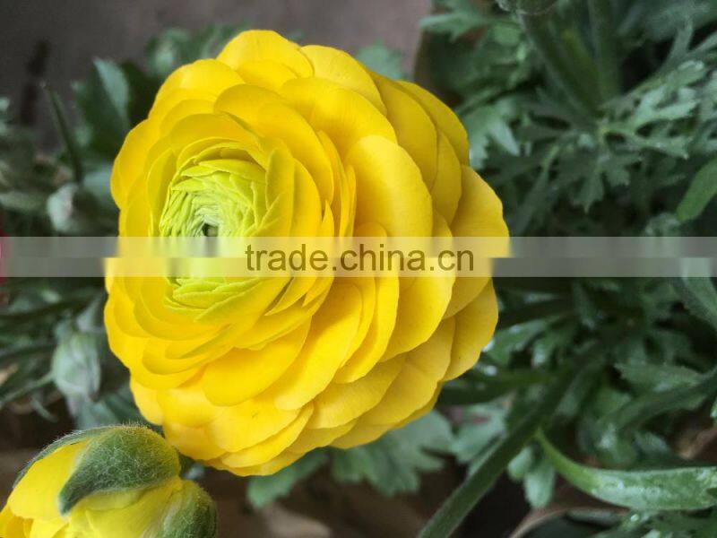 2016 first class yellow flower peony for wholesale