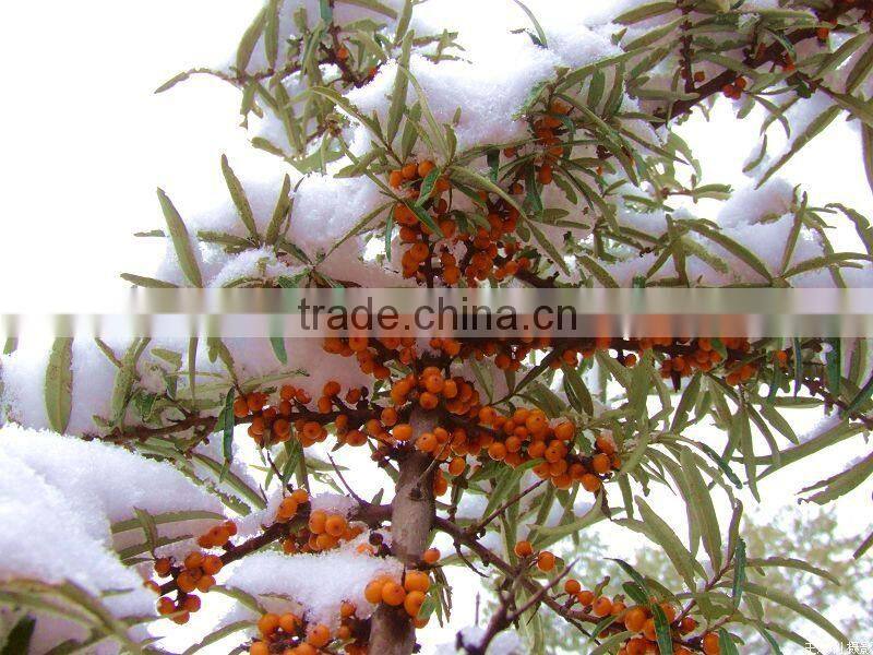 Seabuckthorn fruit oil/Food grade/Medicine grade/Cosmetic grade