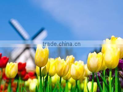 fashion Stainles steel multi gems neon ball eyebrow body jewelry