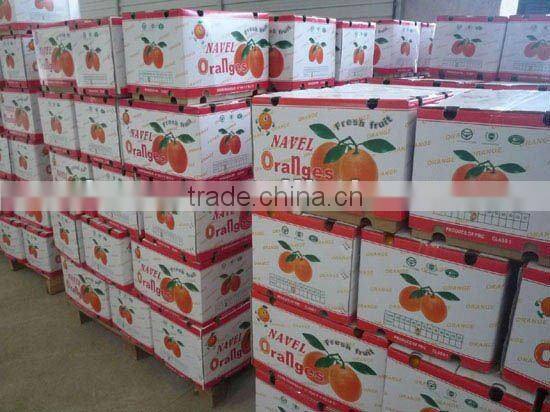 Best Quality Gannan Navel Orange