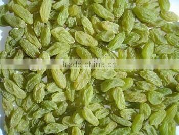 xinjiang sun dried green raisin with good quality