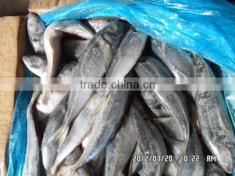 frozen round scad mackerel
