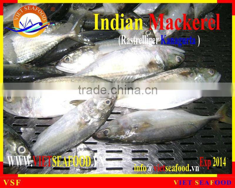 W/R FROZEN INDIAN MACKEREL