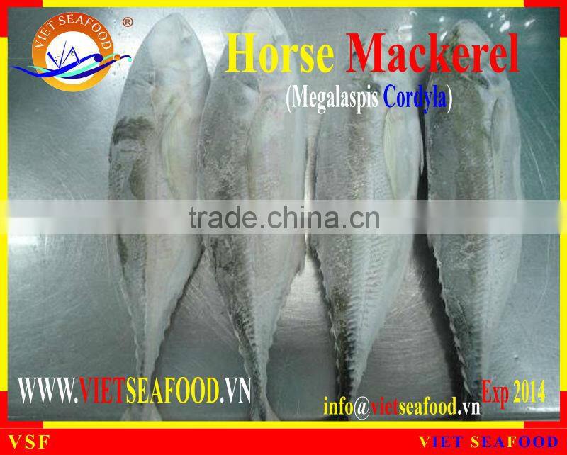 W/R FROZEN HORSE MACKEREL