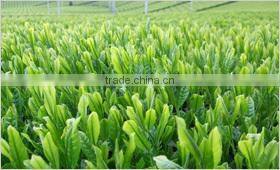 Japanese Tea Benefits Green Tea powder produced in Fukuoka Japan