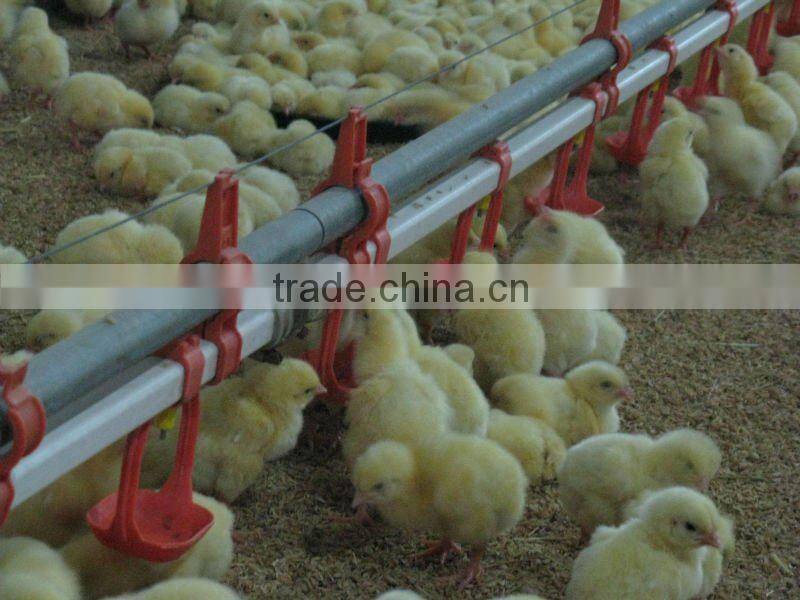 Poultry farm drinking equipment for broiler