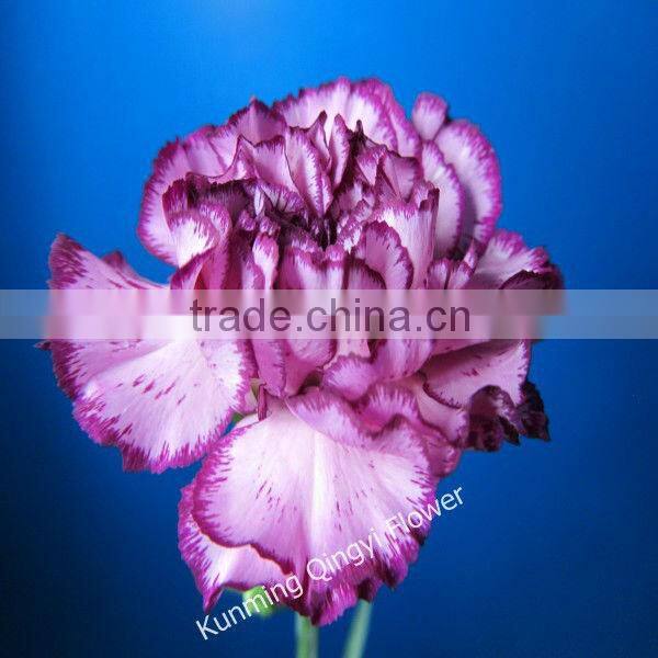 Mother's Day use Fresh cut flowers carnation