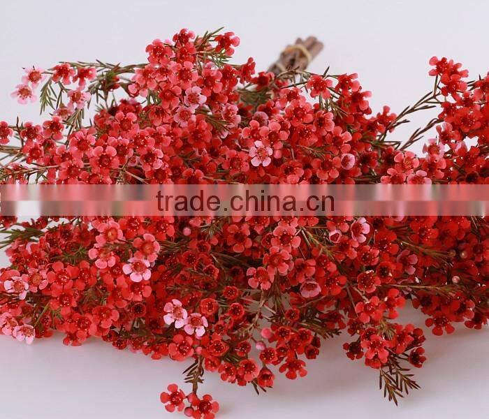valentine's day wholesale fresh cut red wintersweet flower