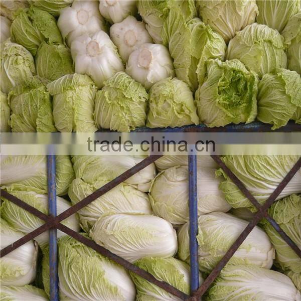 Fresh Chinese long cabbage for export