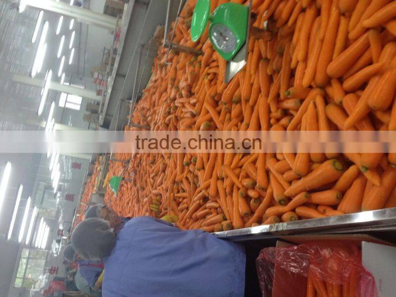 Export Standard Fresh Carrot