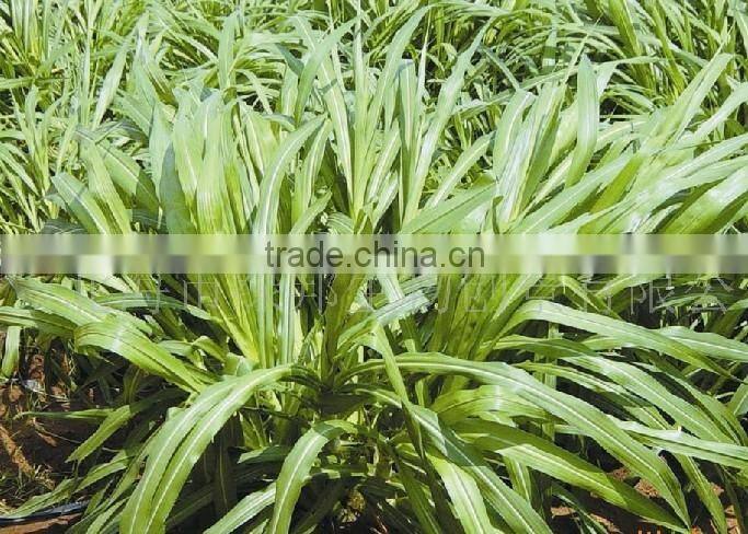 Warm season High yield Hybrid Pennisetum Forage seeds