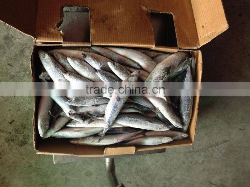 Whole Round Frozen Sardine Sardinops Sagax with good quality