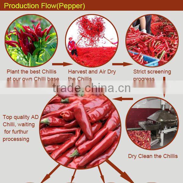 ground rhizoma kaempferiae