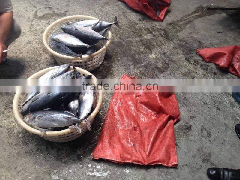 Fresh sea frozen bonito300-500 500-700 750-1000