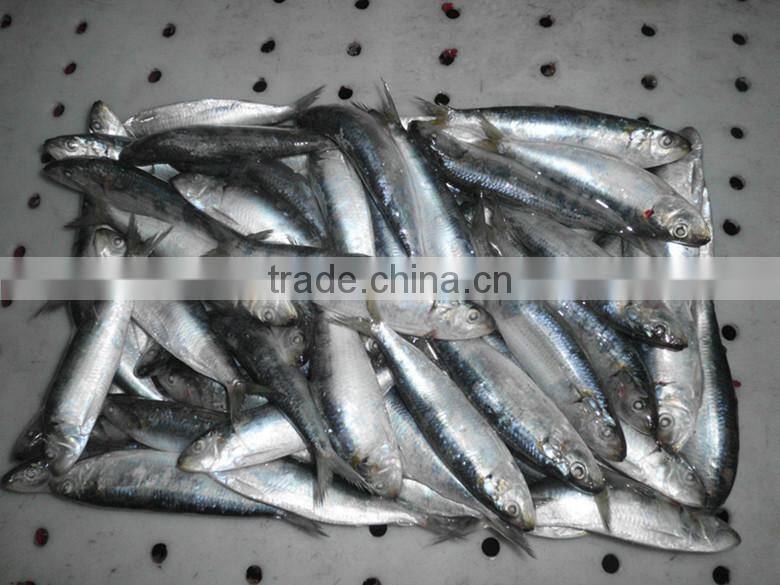 best price bait sardine Customized
