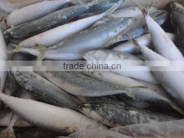 Fish Pacific Mackerel