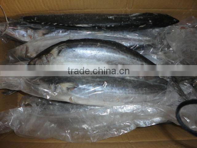frozen whole spanish mackerel for sale