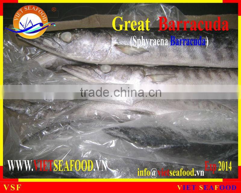 WHOLE ROUND FROZEN BARRACUDA FISH