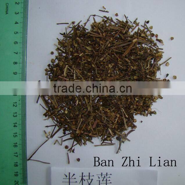 2016 new red ginseng slice