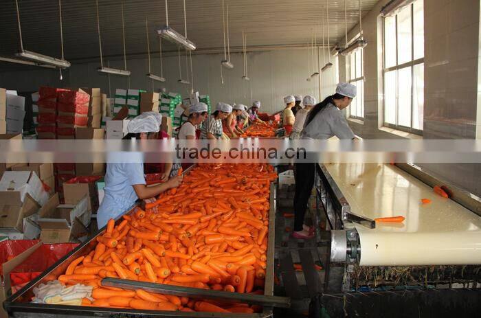 carrot price