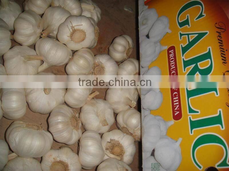 Fresh Garlic natural garlic White garlic