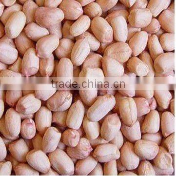 Shandong organic roasted and blanched peanut