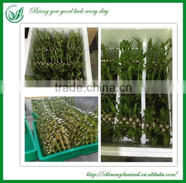 Pyramid Dracaena Lucky Bamboo