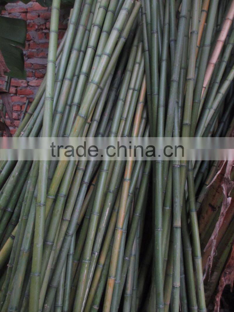 60cm- 700cm Length of bamboo