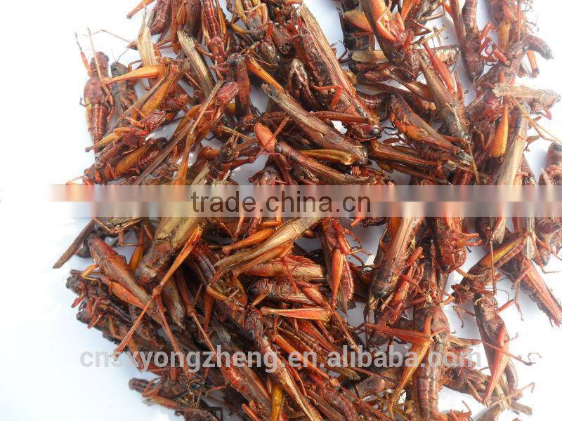 Microwave Dried Locusts High quality Bird& Fish Food