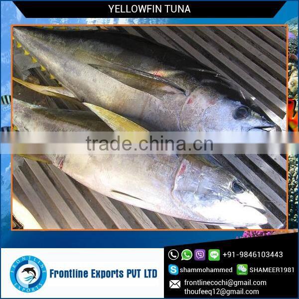 Frozen Whole Yellowfin Tuna